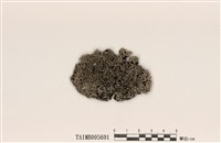 藏品(雪花衣屬)的圖片